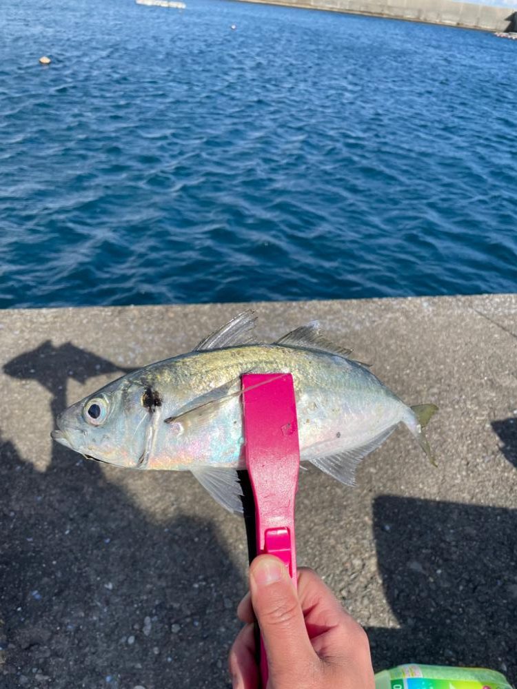 前回に続き尺アジゲット