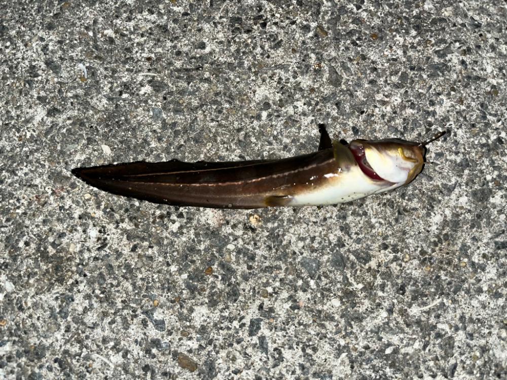 夜のアジュール