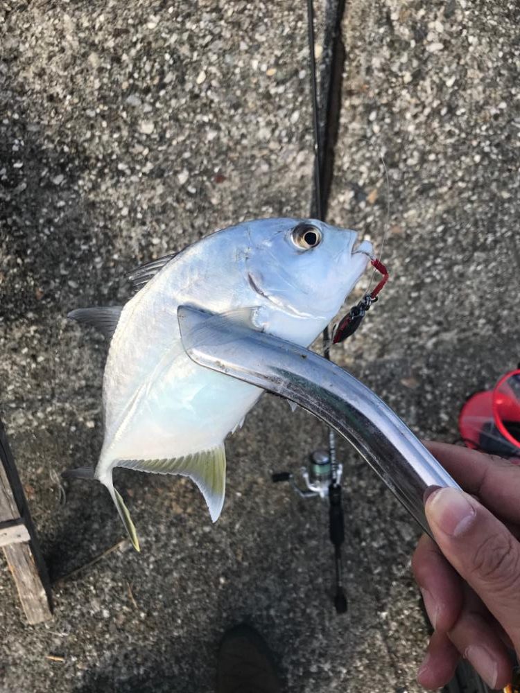 ライトフィッシング