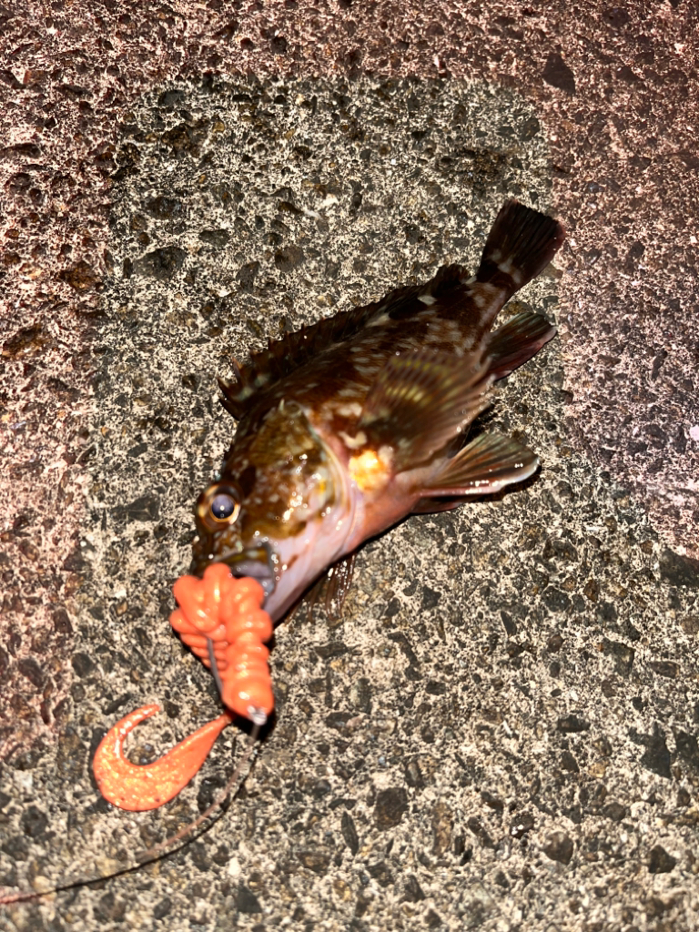 ロックフィッシュ&ショアジギング