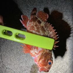 アジング、メバリング