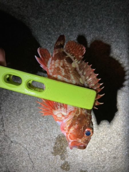 アジング、メバリング