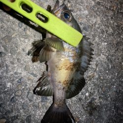 アジング、メバリング