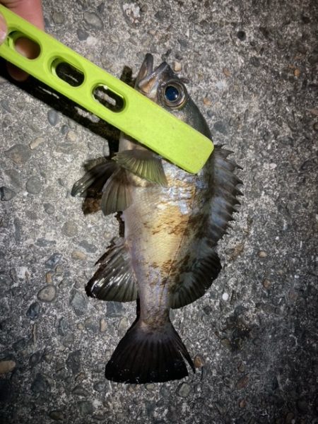 アジング、メバリング