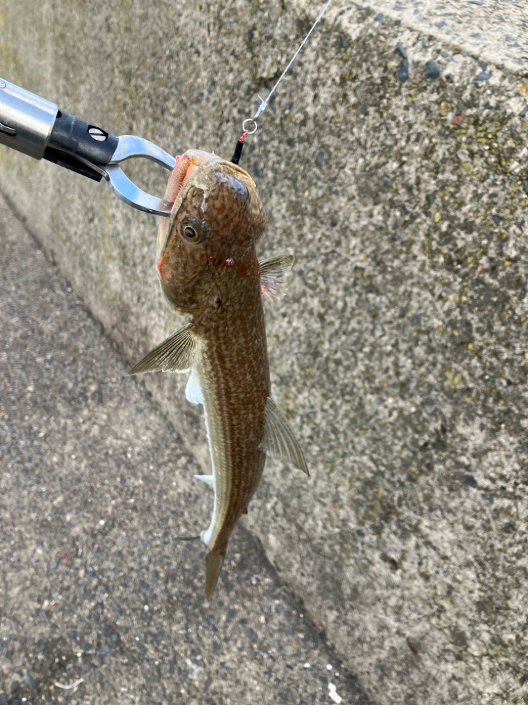 サゴシのノマセ釣り