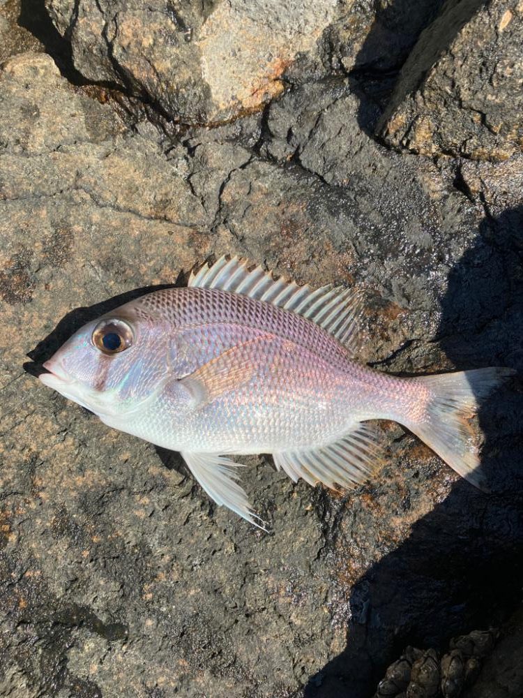 沖磯でフカセ釣り