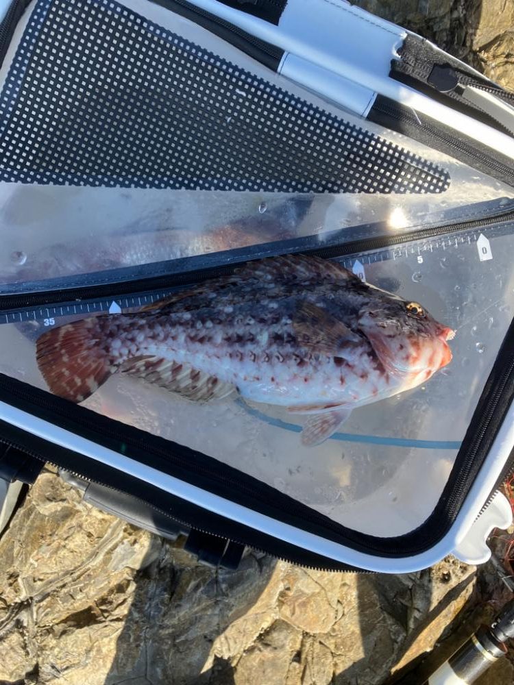 沖磯でグレ釣り転じて五目釣り