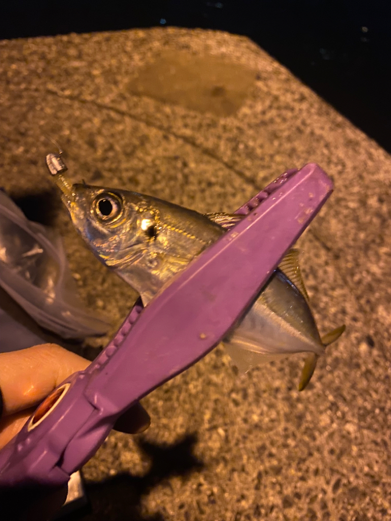 大阪湾奥アジング