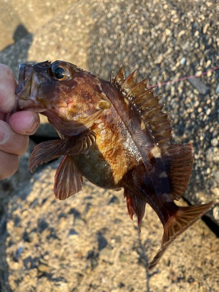 帰ってきた穴釣り