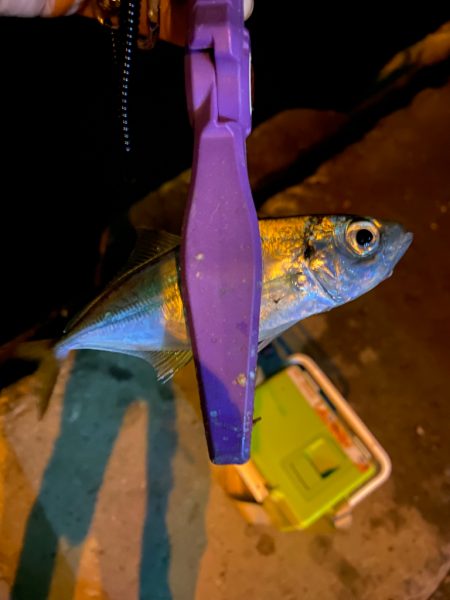 大阪湾奥アジング