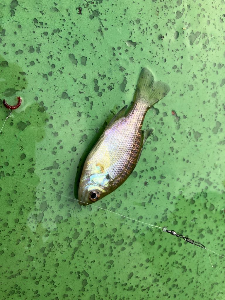 小さい群がポツポツと