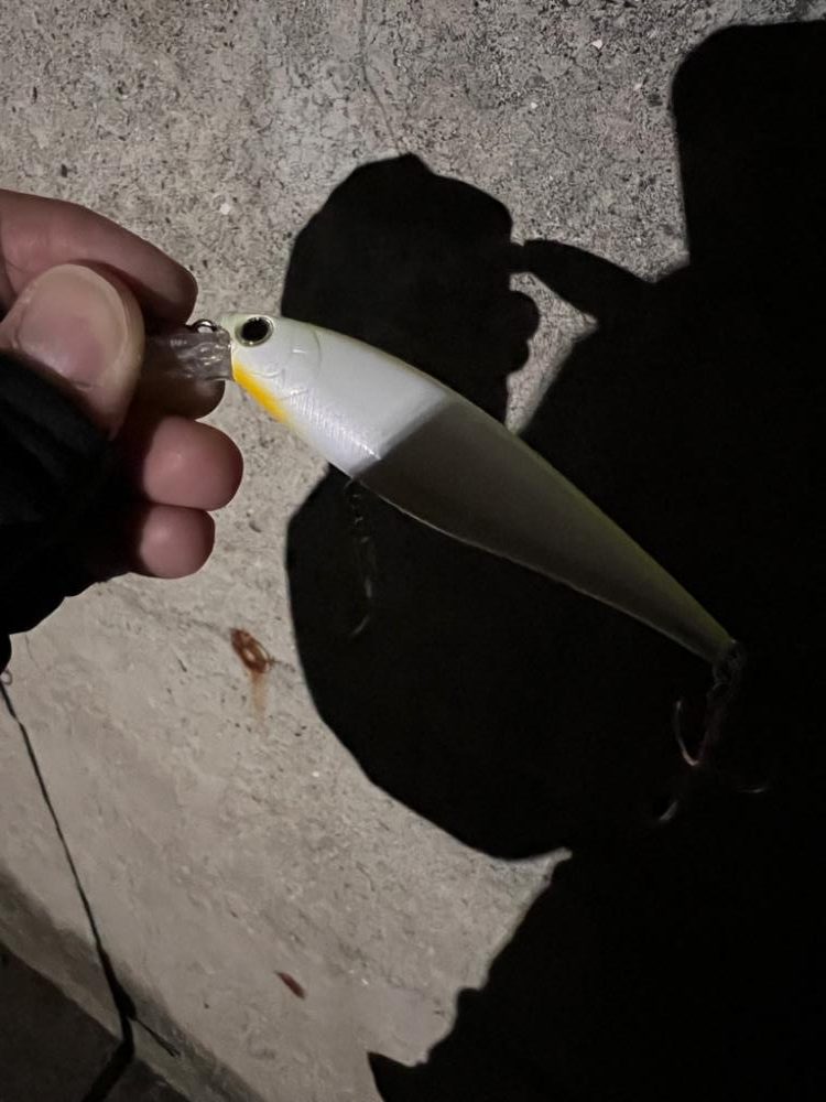 年末釣行ほぼランカー捕獲!