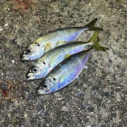 無限ではなかった豆ラッシュ