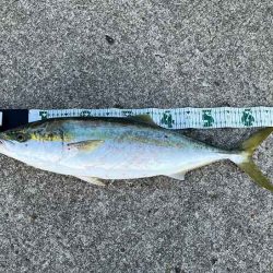 ビッグバッカーHWさえ投げてれば青物釣れる！