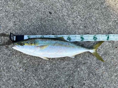 ビッグバッカーHWさえ投げてれば青物釣れる！