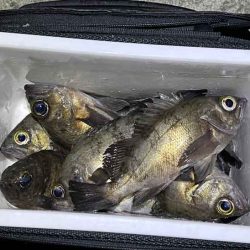 姫路でメバリング調査!渋いなりにワームの特定カラーで激反応!