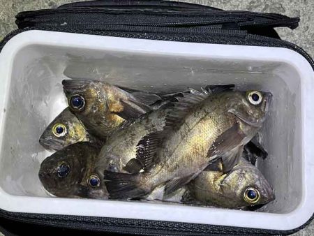 姫路でメバリング調査!渋いなりにワームの特定カラーで激反応!