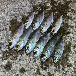 アジン入れ食い！からの沈黙！！