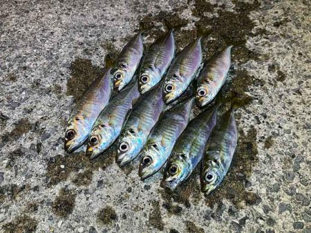 アジン入れ食い！からの沈黙！！