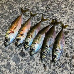 回遊待ちとレンジ合わせで激ムズアジング！イージーシェイカーは激熱！