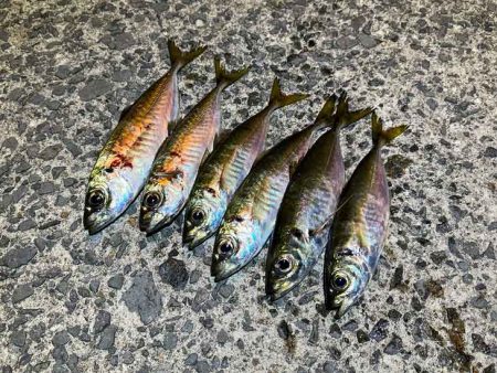 回遊待ちとレンジ合わせで激ムズアジング！イージーシェイカーは激熱！