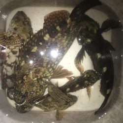 一誠　ハネエビロッド2 鱗付け完了