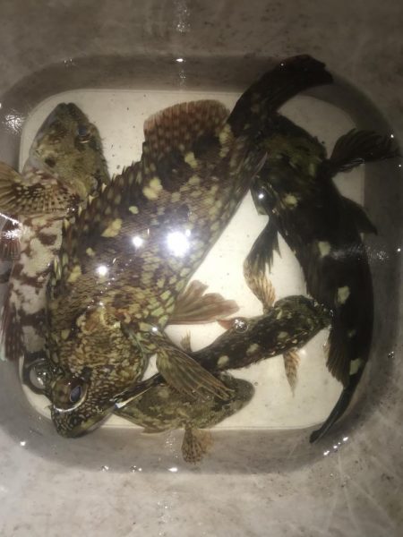 一誠　ハネエビロッド2 鱗付け完了