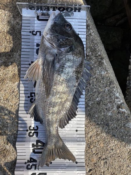 イチノ兄弟（兄）釣果！