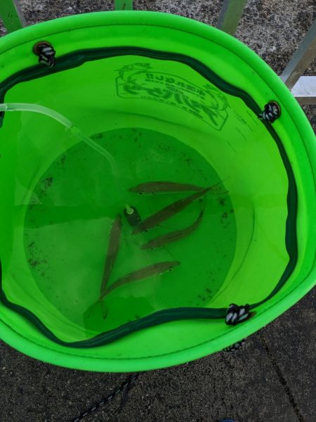 強風飲ませ釣り（ニョキニョキ）