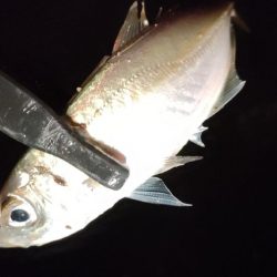 年末商戦の隙間アジング