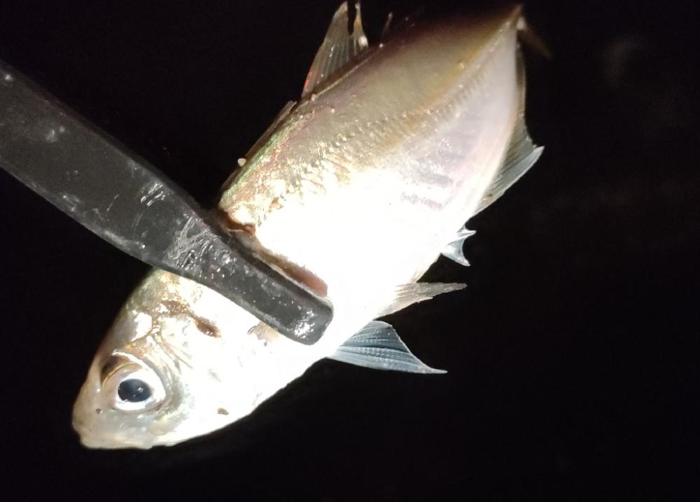 年末商戦の隙間アジング