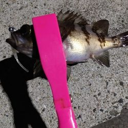 アジング~シーバス