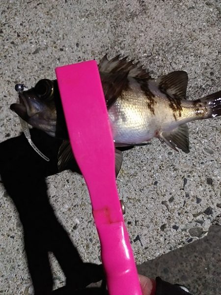 アジング~シーバス