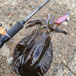哀しみ本線日本海
