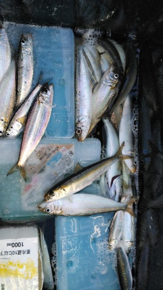 マイワシフィーバー