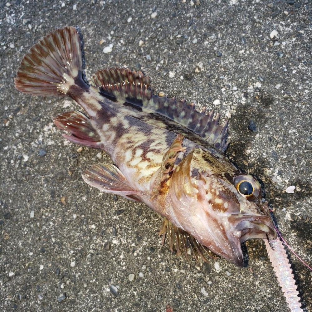 とにかく魚を釣ろう！