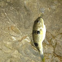 本命のメバルは