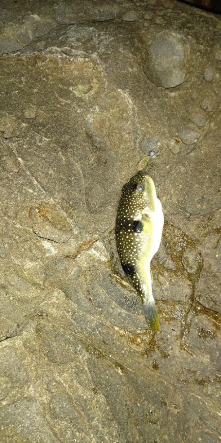 本命のメバルは