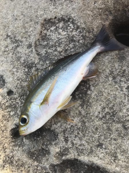 白浜の見草地磯でグレ10匹GET