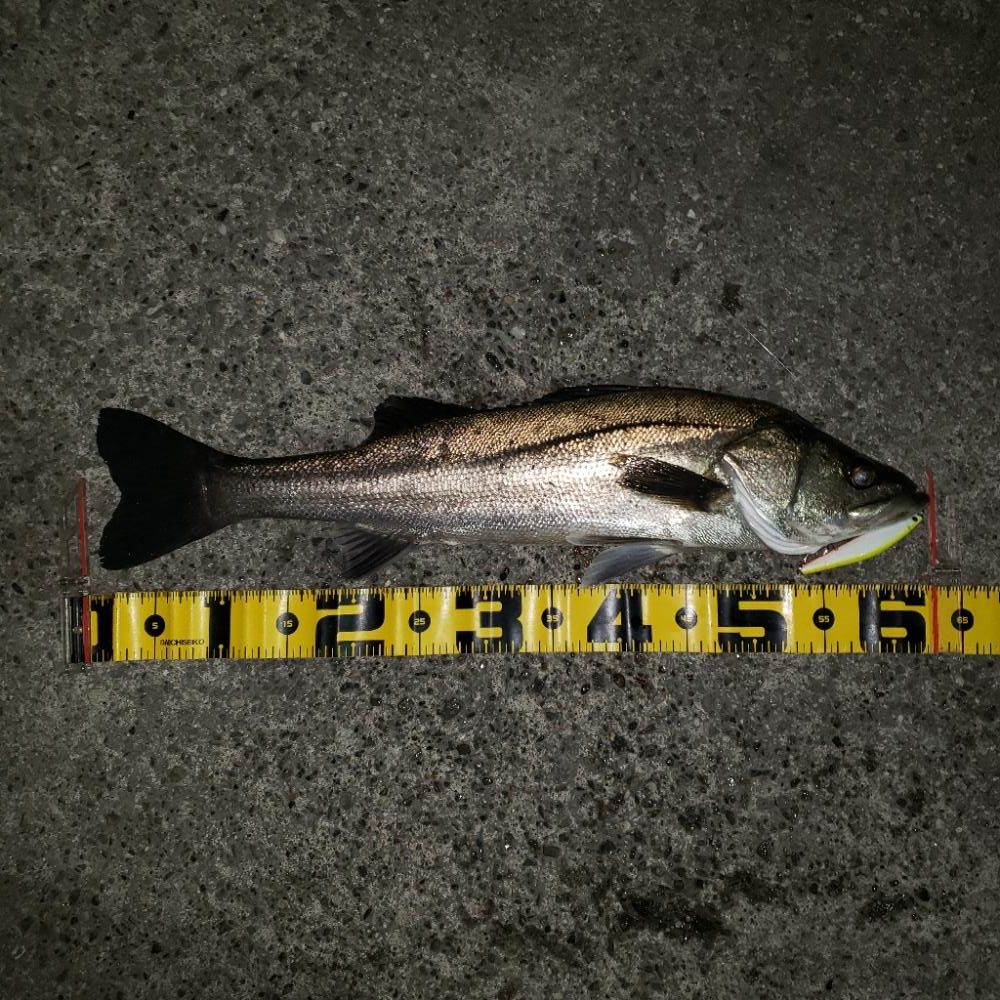 リベンジ朝練釣行！