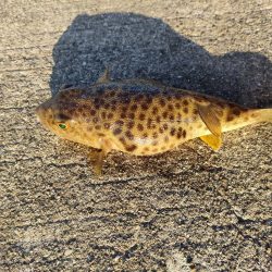 貝塚人工島ベランダにてガシラ