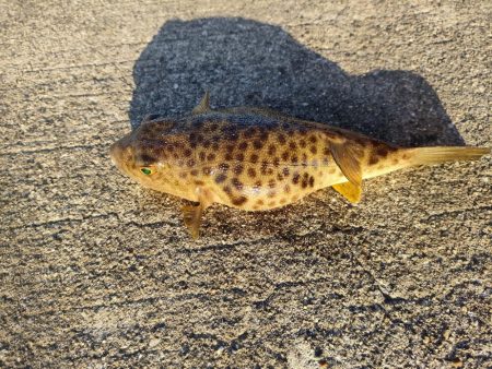 貝塚人工島ベランダにてガシラ