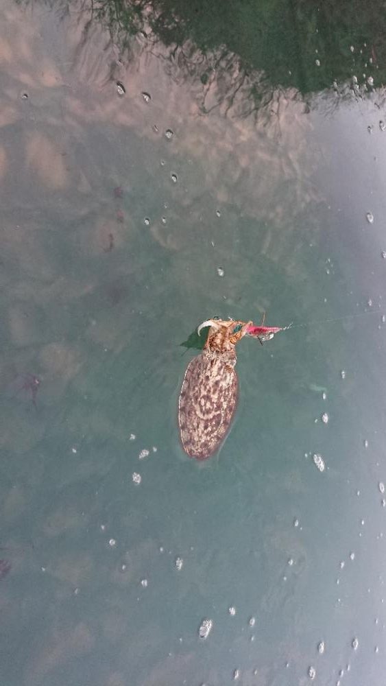 遂に対馬が選択できる！！