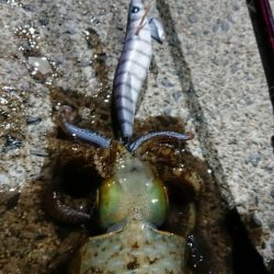 釣り納めエギングIN対馬
