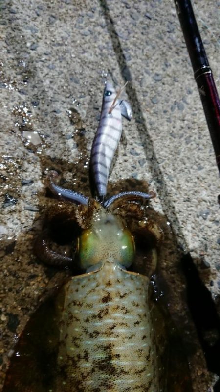 釣り納めエギングIN対馬