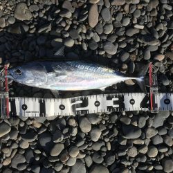 ソウダガツオ好調