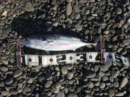 ソウダガツオ好調