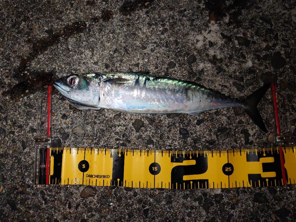 多分…今年最後のカゴ釣り