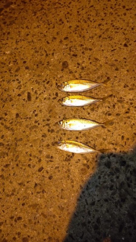 南港大橋でアジング