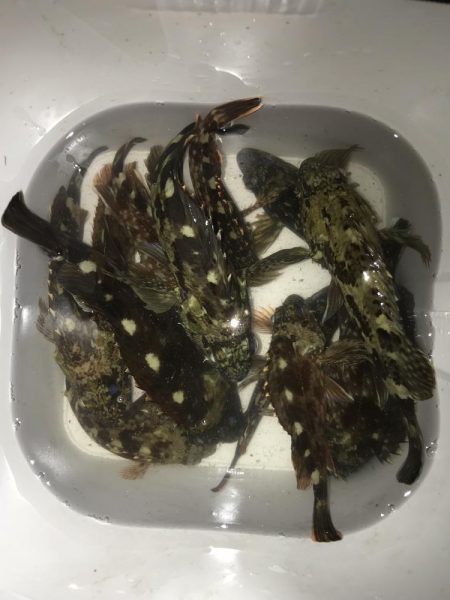 ブラクリ&イカ短冊でガシラ祭り